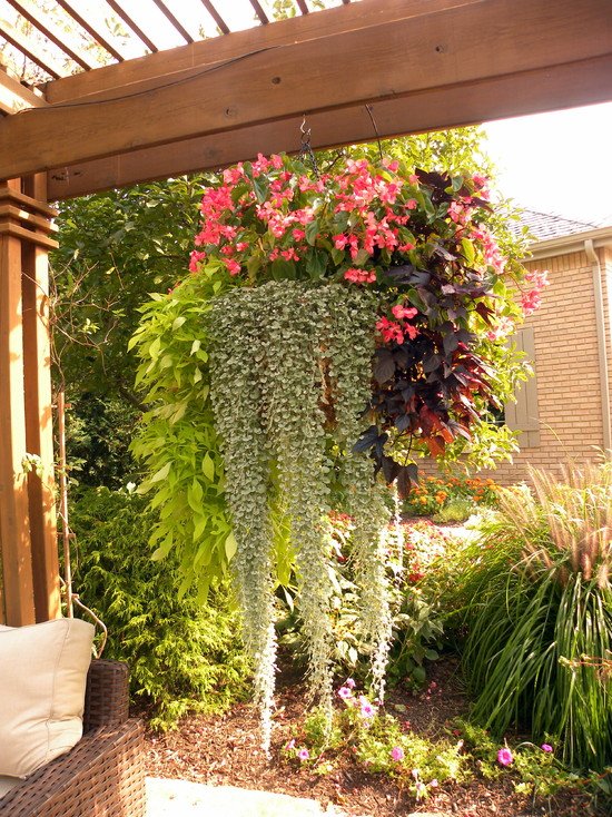15 Hanging Plants Design Ideas For Your Home