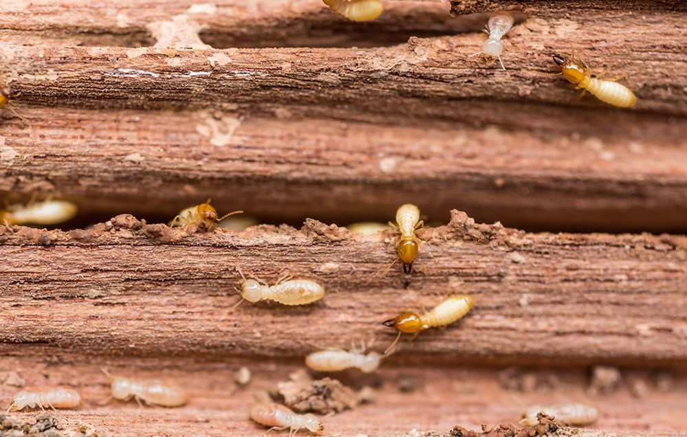 Termites Breed Quickly and Can Become More Problematic as Time Goes On