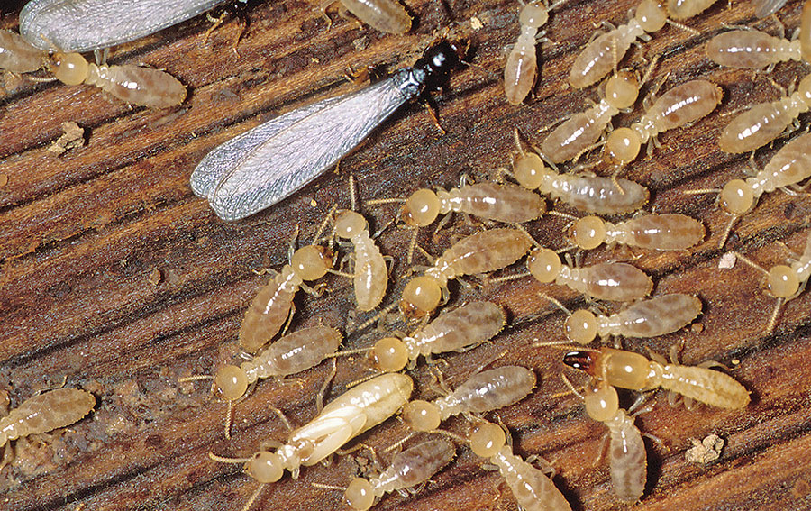 Bugs or Termite Infestation