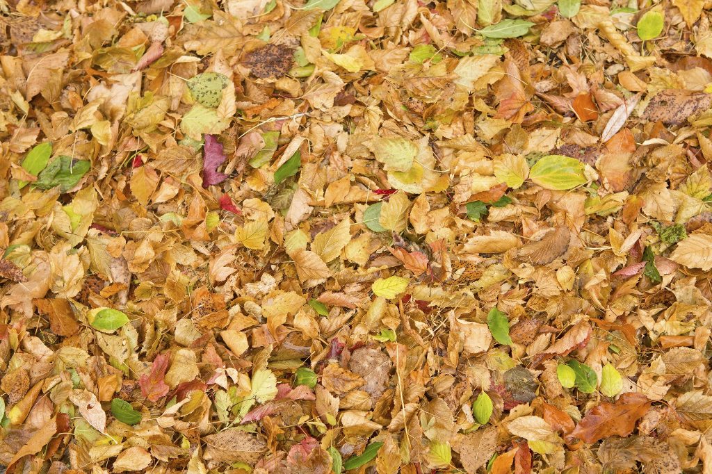 Use Leaves to Make Mulch
