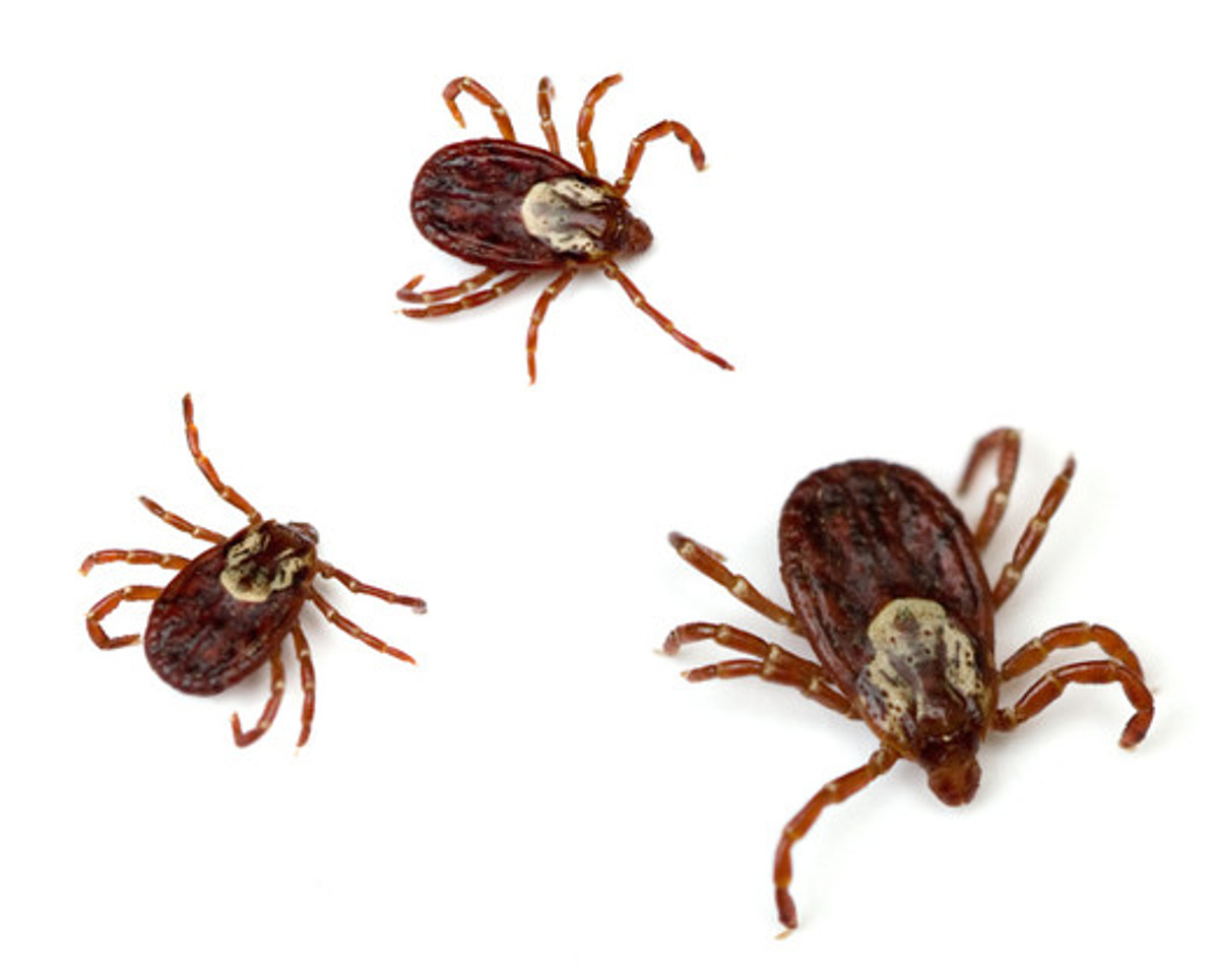 Prevent ticks from catching a ride on your pets