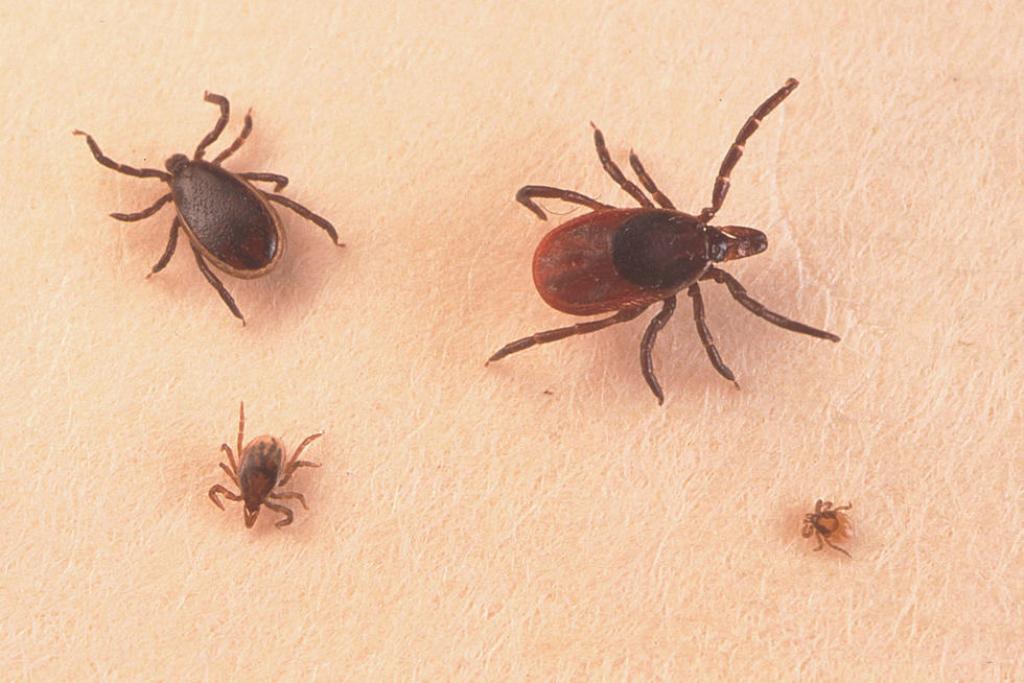 Ways to reduce the local tick population in and around human settlements