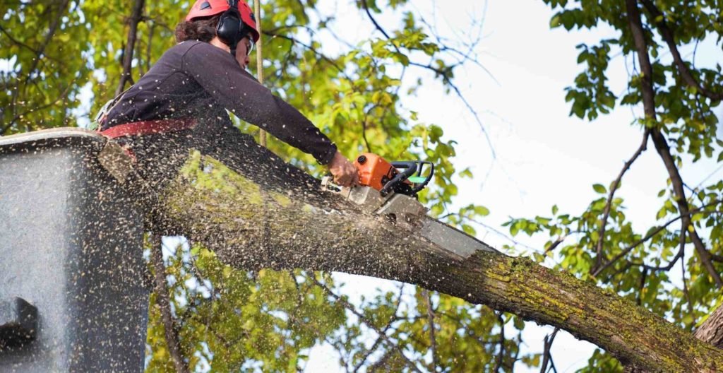 Information about Arborists in Louisiana · Wow Decor